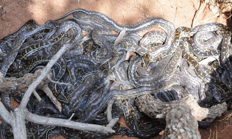 Clutch of Southern African python babies basking in the sun. Credit: Graham Alexander/Wits University.