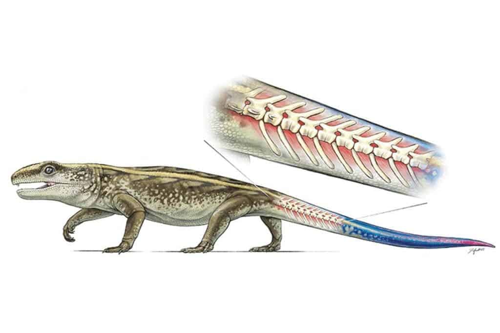Illustration of Captorhinus, a captorhinid reptile that lived during the Permian period, showing breakable tail vertebrae. Image credit: Robert Reisz.