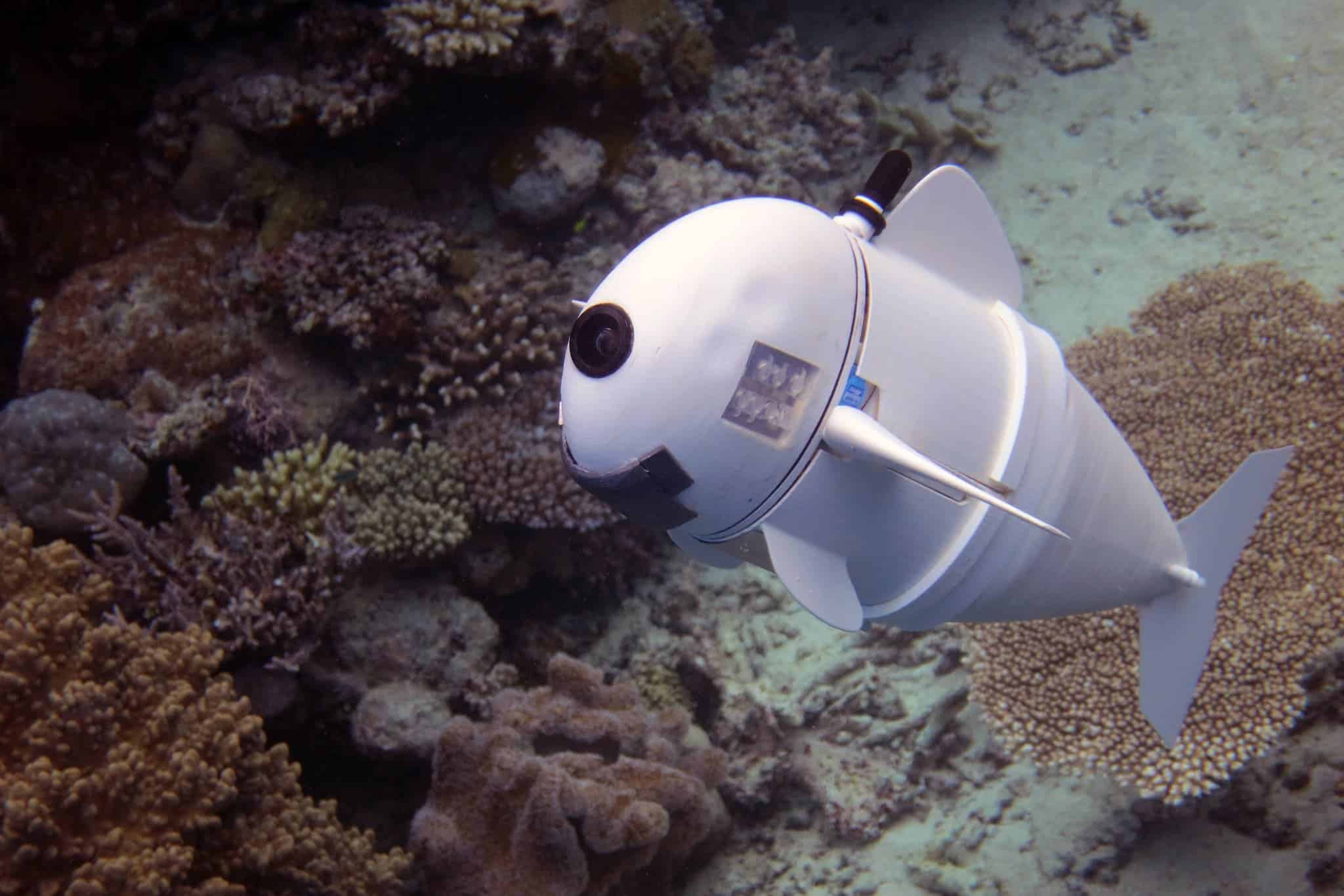 This is SoFi, a robotic fish designed at MIT. Credit: MIT.
