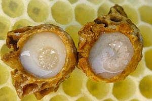 Queen bee larvae developing in royal jelly. Image credits: Waugsberg.