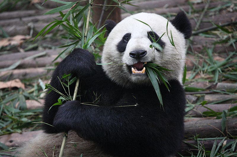 Massive new panda national park in China will try to save the iconic species