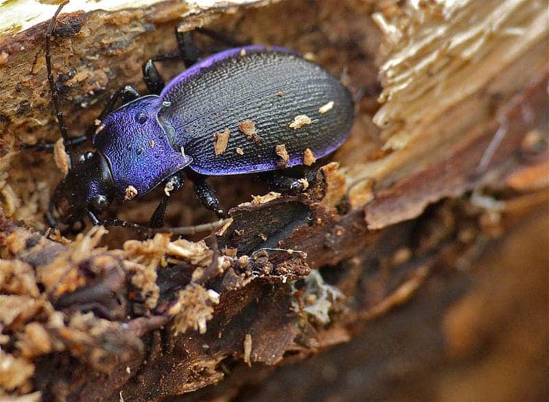 Violet ground beetle.