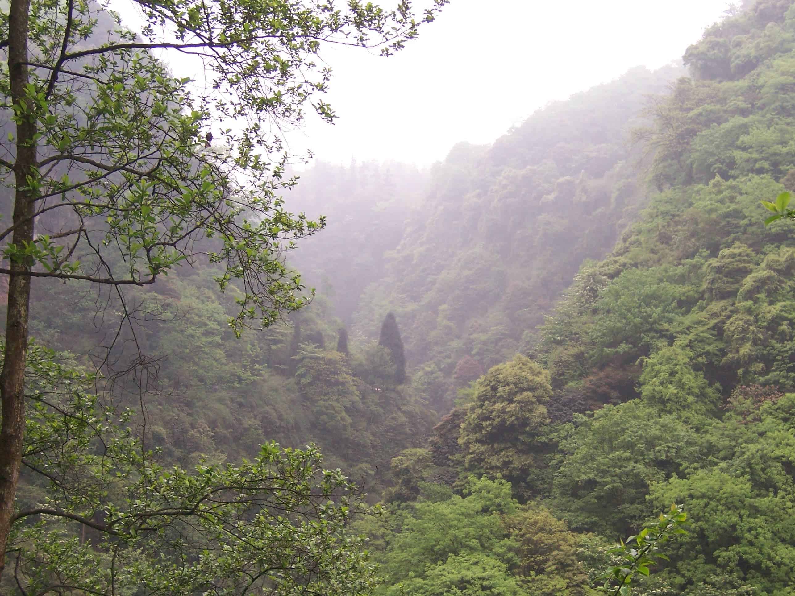 A diverse forest in China. Image credits: McKay Savage.
