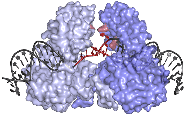 Protein structure.