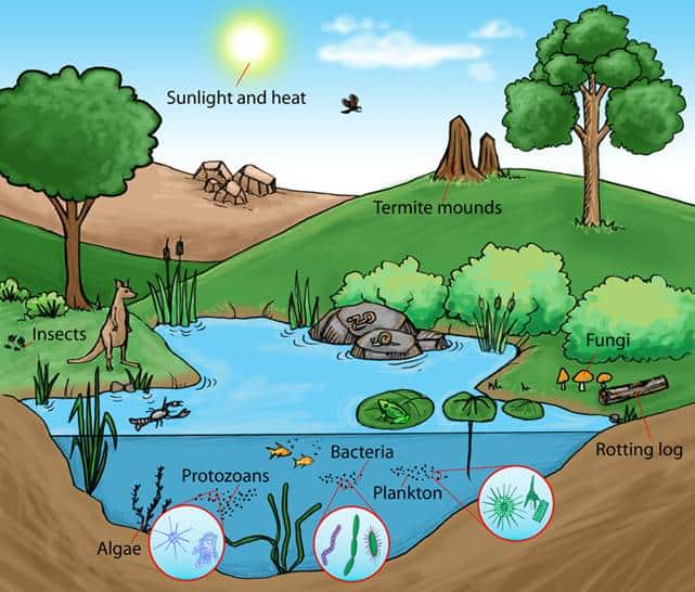 Image result for ecosystems