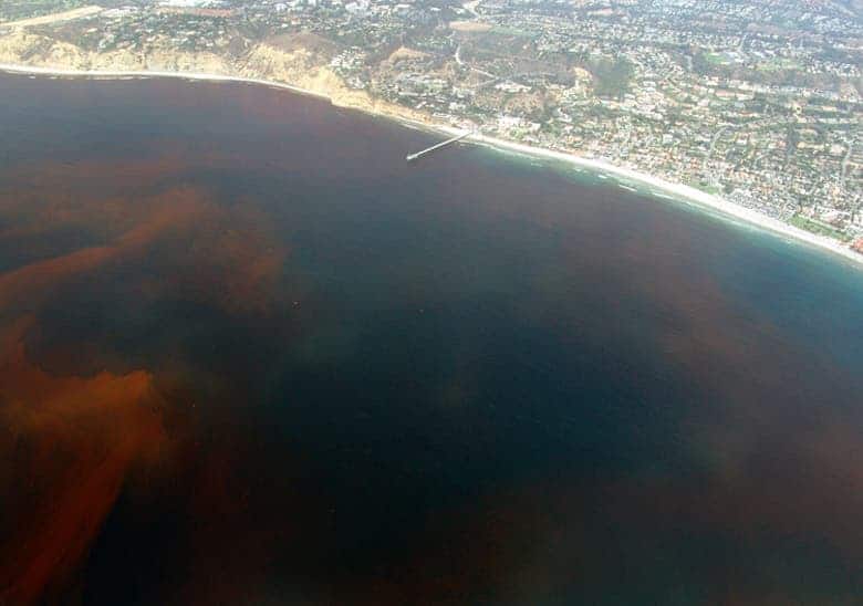 A dead zone off the coast of California. Image credits: Intersofia.