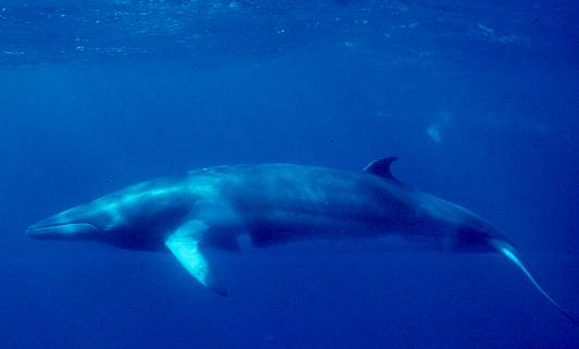 A minke whale (Balaenoptera acutorostrata). Image credits: NOAA .