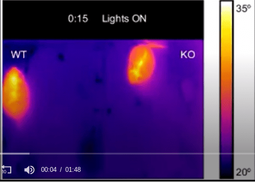Screenshot of a video recording of IR thermography of a WT (left) and a TRPM8-deficient mouse (KO, right). Note the difference in the tails of the two mice. Image credits: Reimúndez et al., JNeurosci (2018).