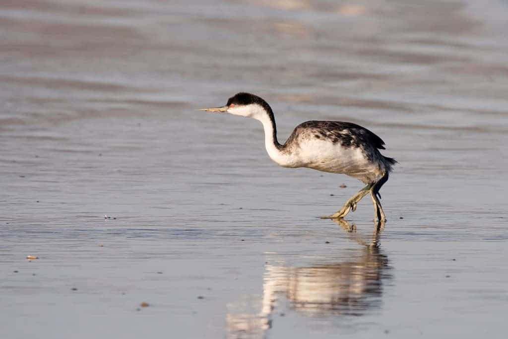 Western Grebe (Aechmophorus occidentalis) clumsily trying to make it back into the surf on Morro Strand State Beach in Morro Bay. Image credits: Kevin Cole / Wikipedia.