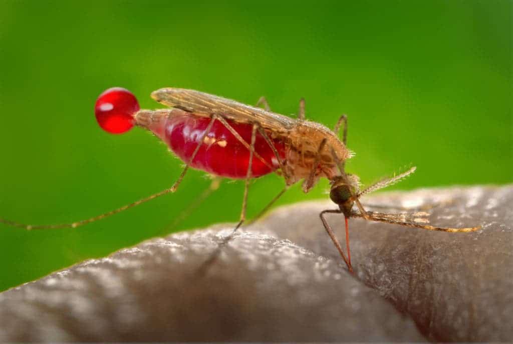 The Anopheles gambiae mosquito. Credit: Wikimedia Commons.