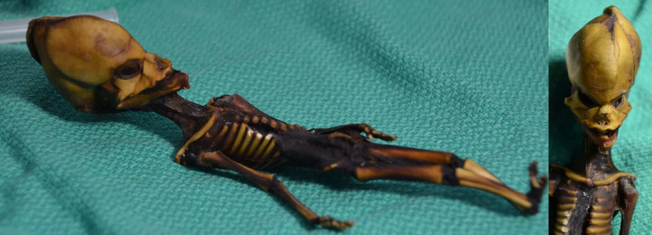 The alien-like mummified specimen from Atacama region of Chile. Image credits: Bhattacharya S et al. 2018.