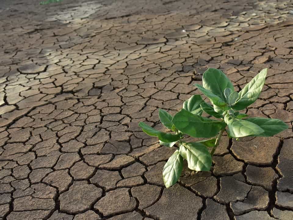 Plant on dry soil.