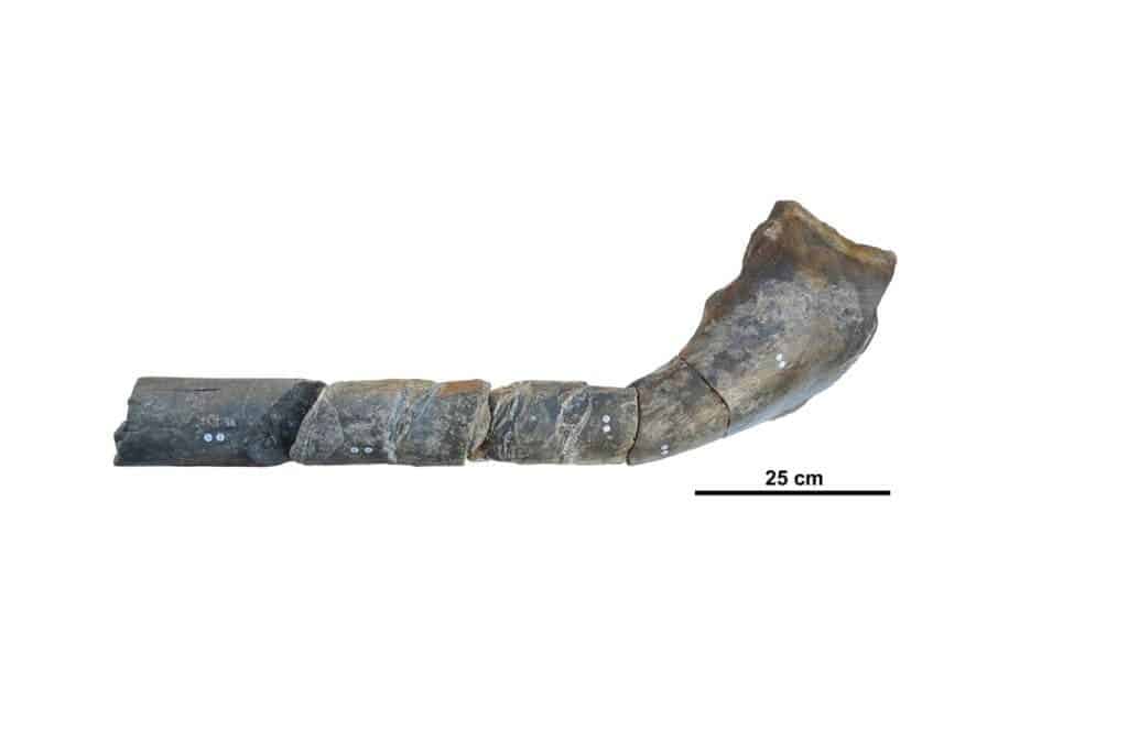 The reassembled jaw bone, which belonged to the 85-foot ichthyosaur. Credit: DEAN LOMAX, THE UNIVERSITY OF MANCHESTER.