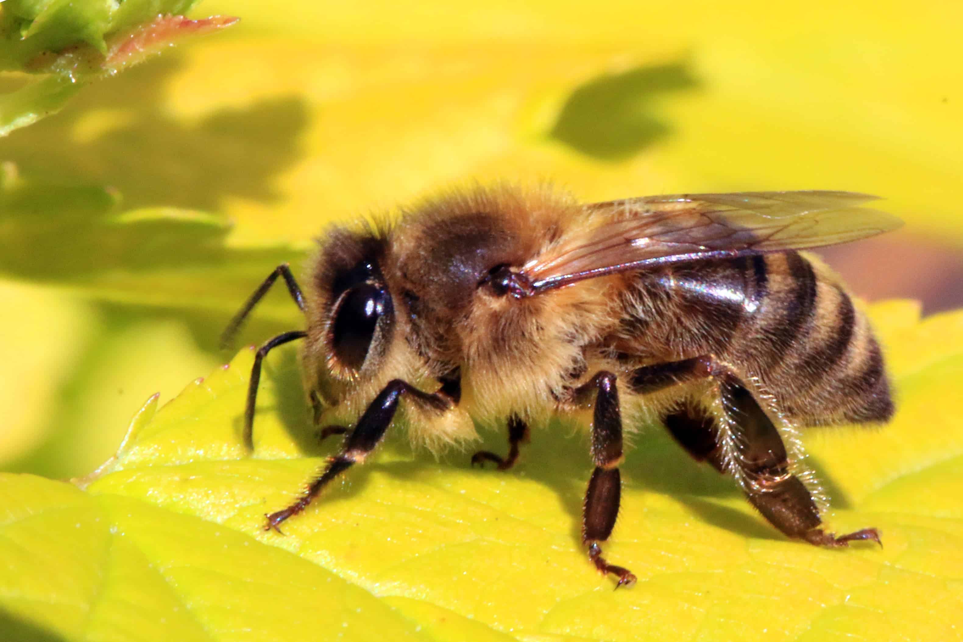 Honey bee (Apis mellifera). Image credits: Charles Sharp.