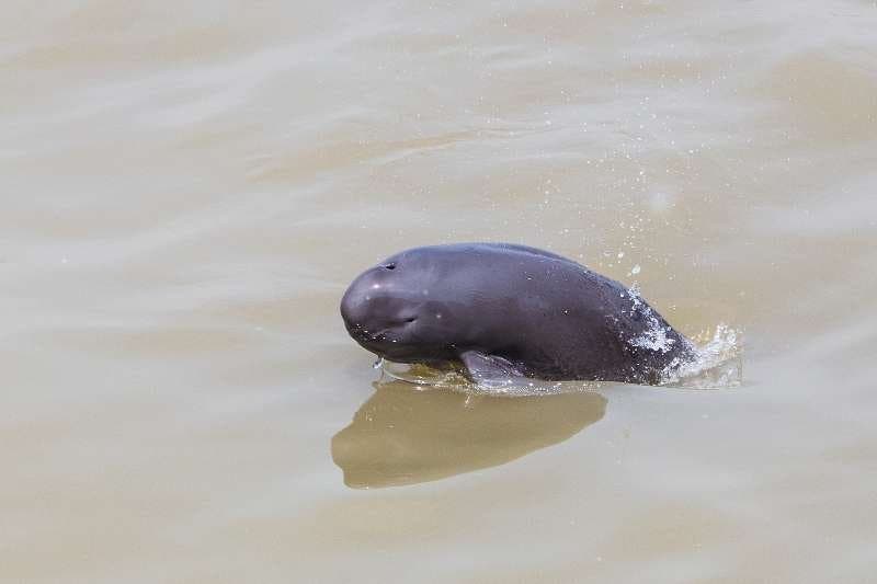 The Yangtze river porpoise, unique for living in ...