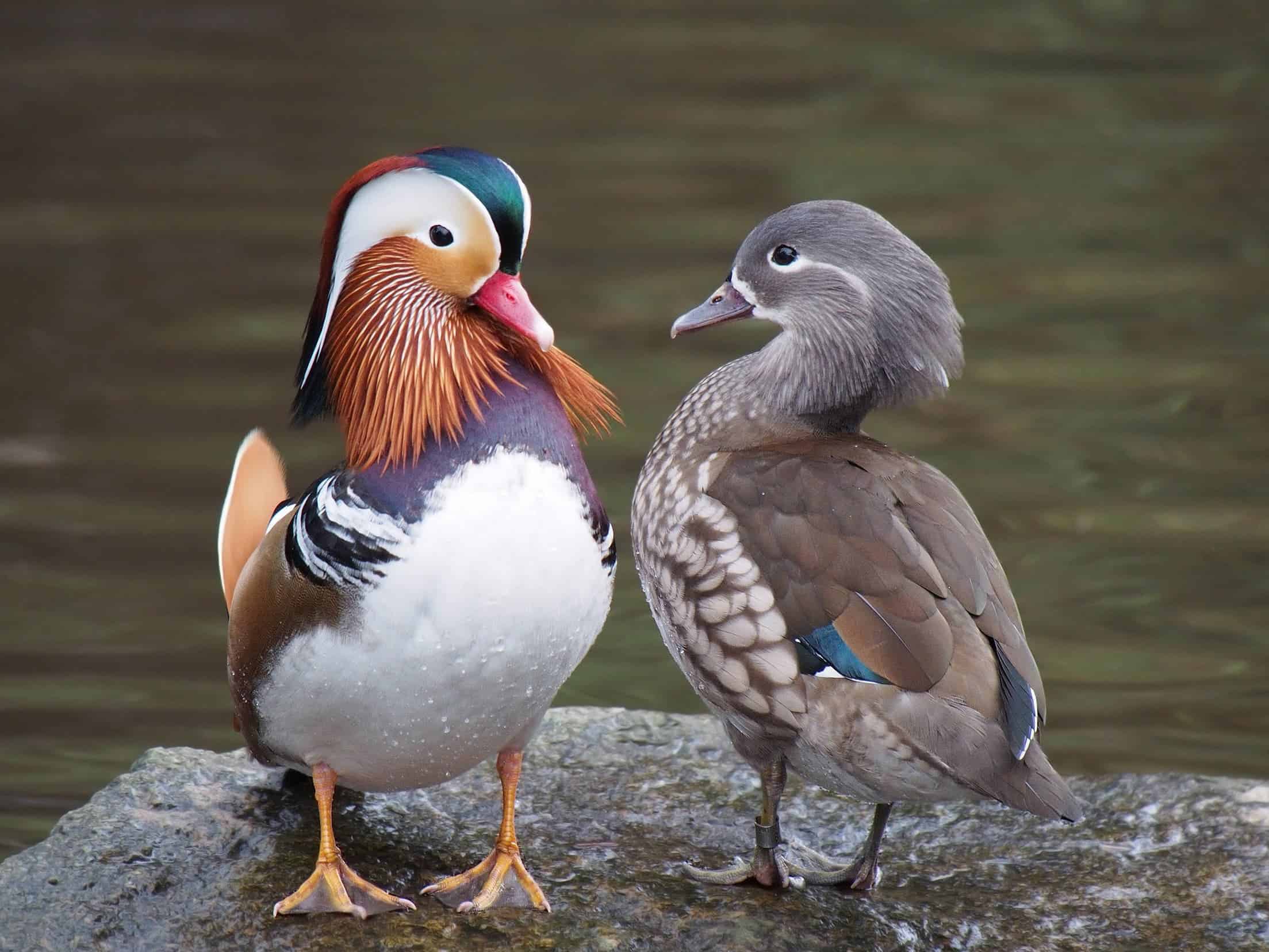 Mandarin ducks, male (left) and female (right), illustrating the dramatic difference between sexes. Credit: Wikimedia Commons.