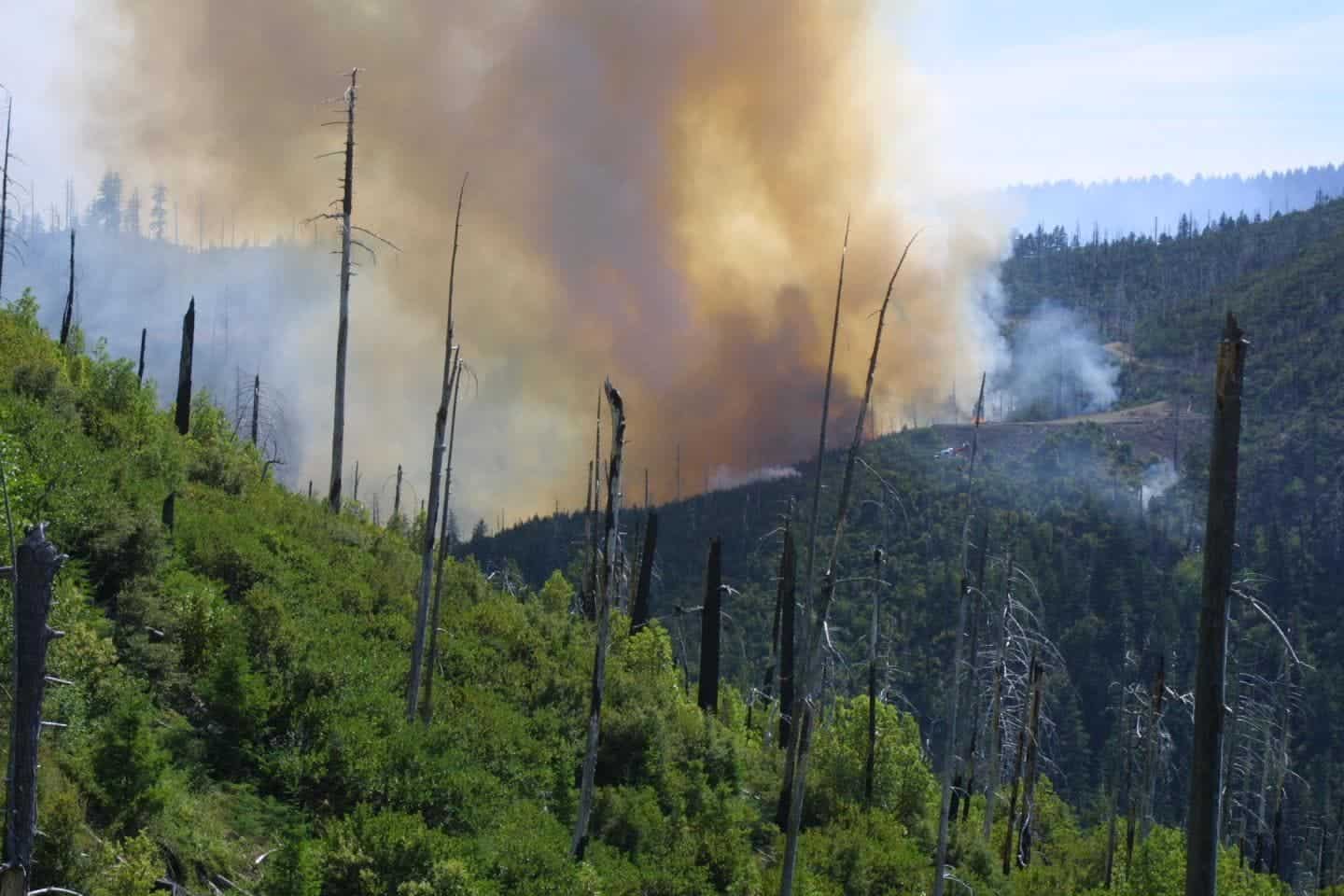 The 2002 Biscuit Fire reburns the area of the 1987 Silver fire. Credit: Thomas Link.
