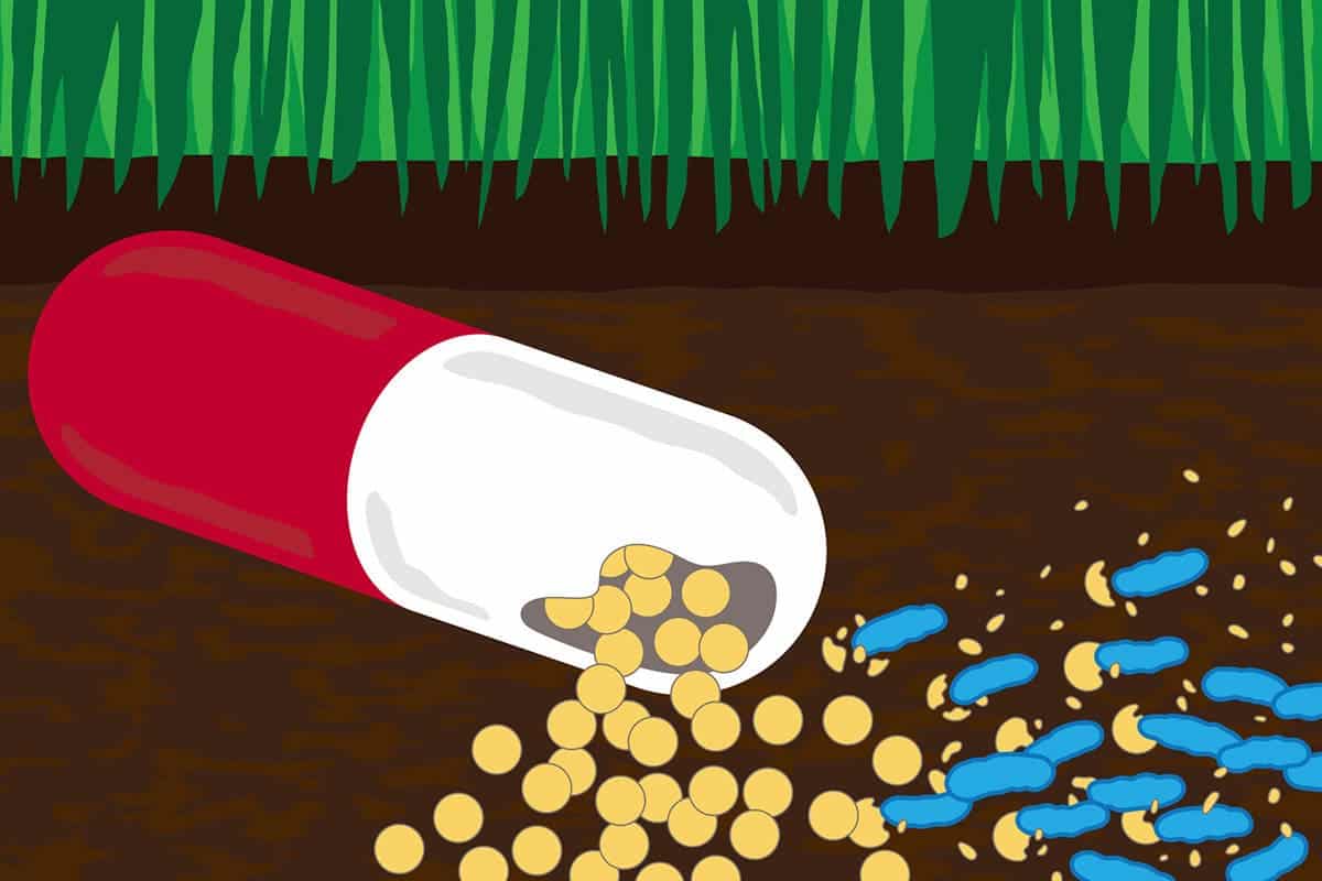 Researchers have figured out how some soil bacteria turn antibiotic drugs into food. Credit: Michael Worful.