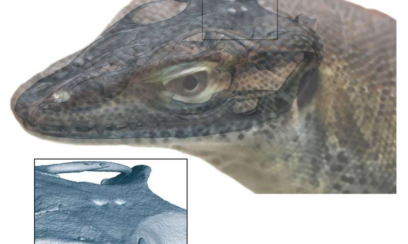 The parietal and pineal foramina in the extinct monitor lizard are visible on the overlaid skull. Credit: Senckenberg Gesellschaft für Naturforschung / Andreas Lachmann. 