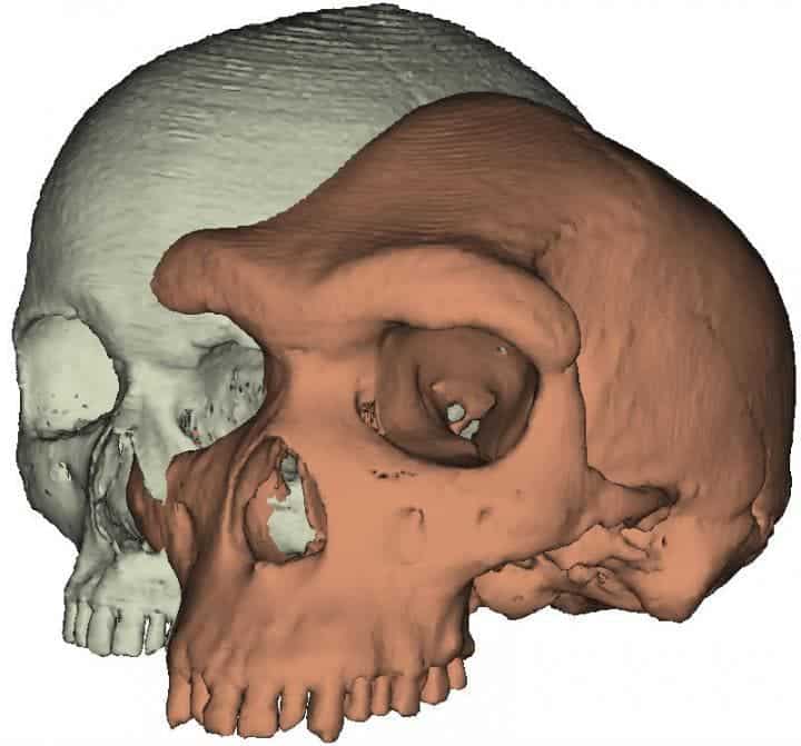 Eyebrows on fleek: Model of a modern human skull next to Kabwe 1. Image credits: Paul O'Higgins, University of York.