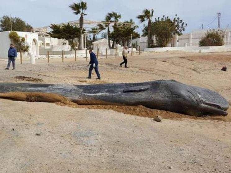 Sperm whale found dead on a beach at Cabo de Palos in Murcia. Credits: Murcia regional government, CARM.