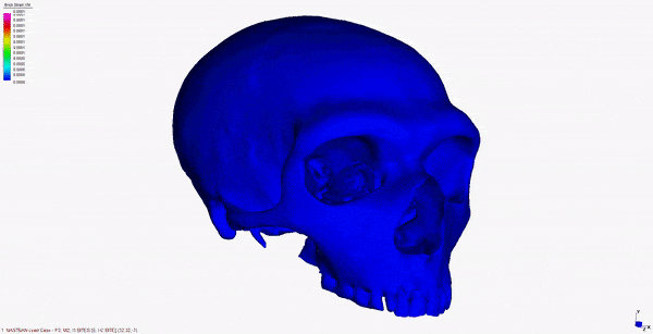 A 3-D model of a Neanderthal's skull showing well adapted nasal cavities for conditioning air. Credit: Wroe et al. 