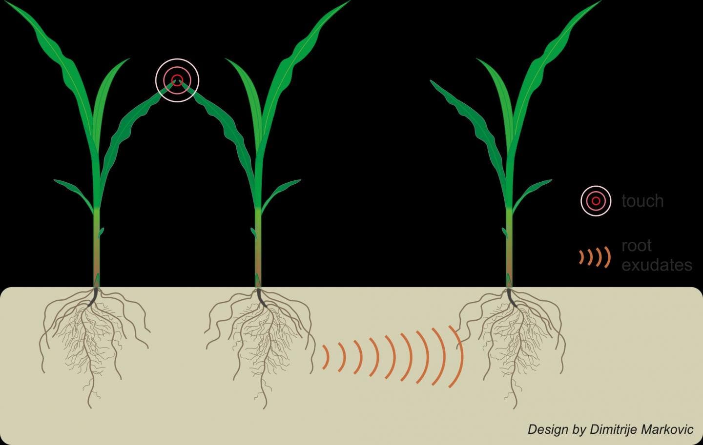 Graphical illustration of above ground interactions between neighboring plants by light touch and their effect on below-ground communication. Image credits: Elhakeem et al.