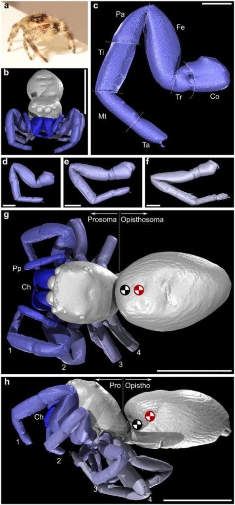 The morphology of the jumping spider Phidippus regius as seen here in CT scans. Credit: Dr Mostafa Nabawy, The University of Manchester.