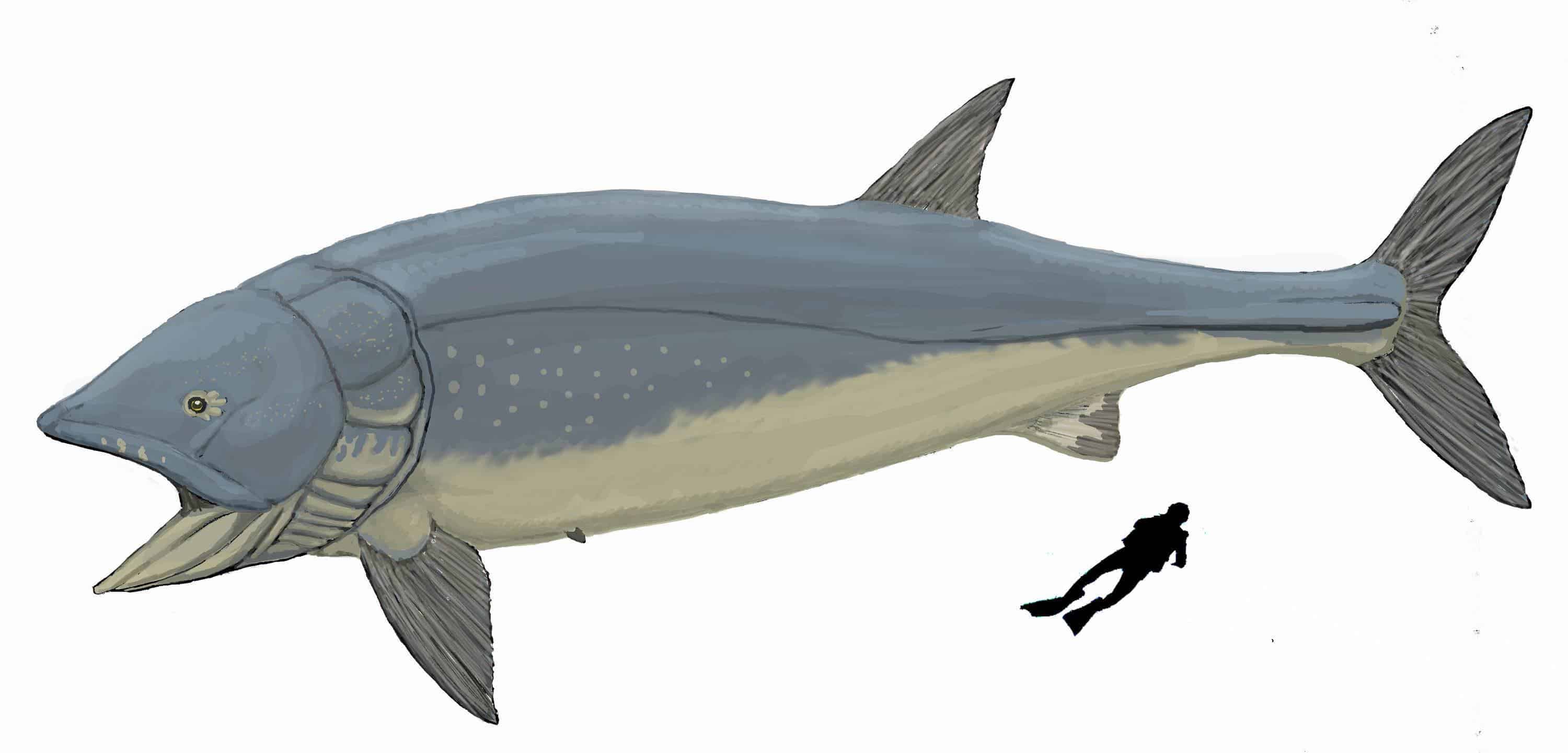 Illustration of giant Jurassic fish Leedsichthys next to human diver for scale. Credit: Wikimedia Commons.