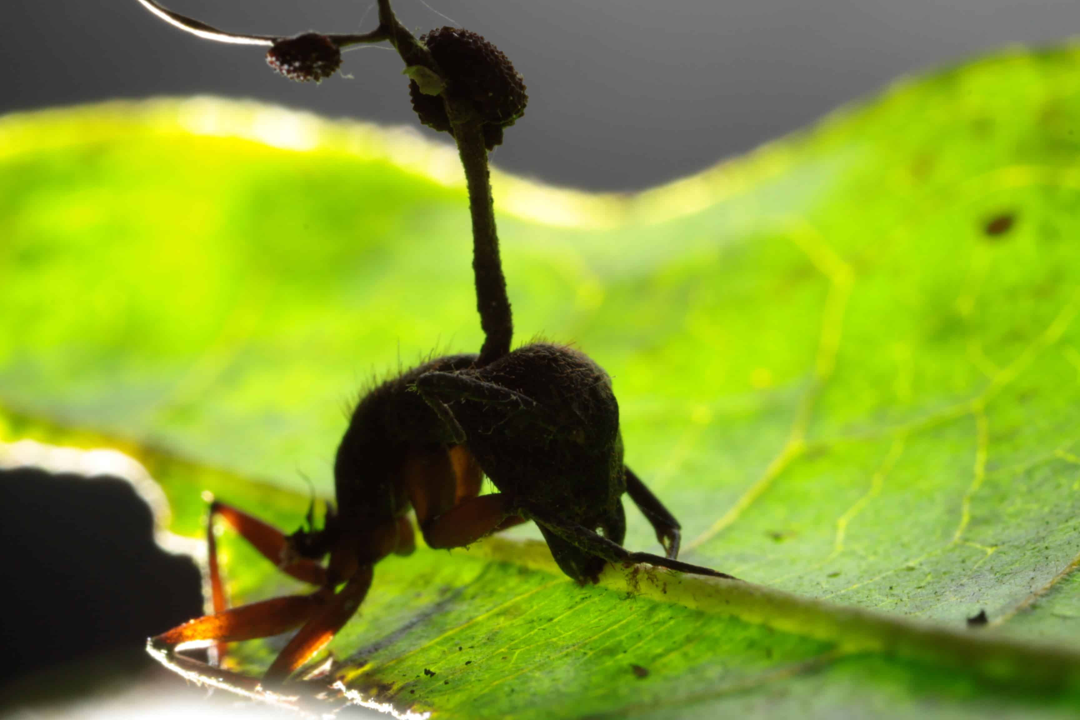 This is a carpenter ant in the tropical rain forest manipulated by fungus to bite onto a leaf up high in the vegetation. Image credits: David Hughes, Penn State.