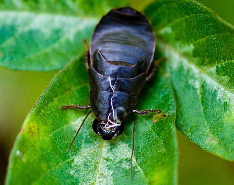 The Pacific beetle cockroach. Credit: Yasu Ueda/Flickr.