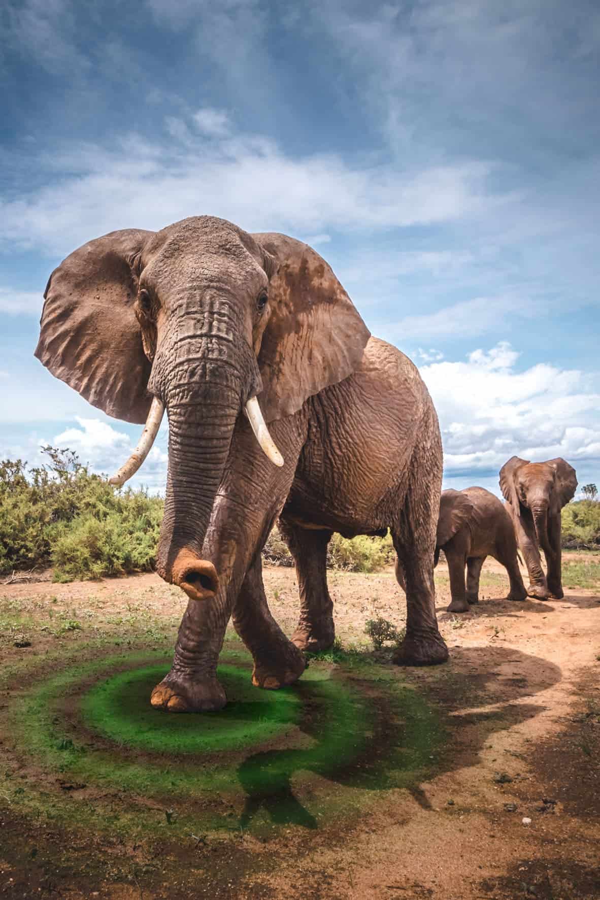 This image shows an African elephant with a visualization of the vibrations it generates, which can be used to determine its behavior. Image credits: Robbie Labanowski.