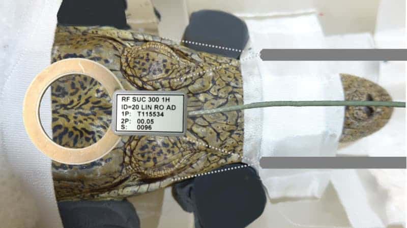 Croc prepared for MRI scan. Credit: Felix Ströckens.