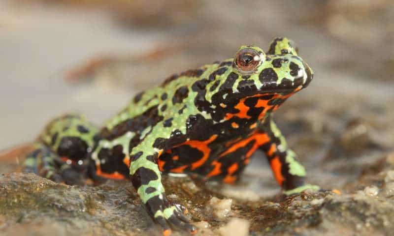 A captive Oriental fire-bellied toad (Bombina orientalis) imported into Europe from South Korea. Credit: Frank Pasmans.