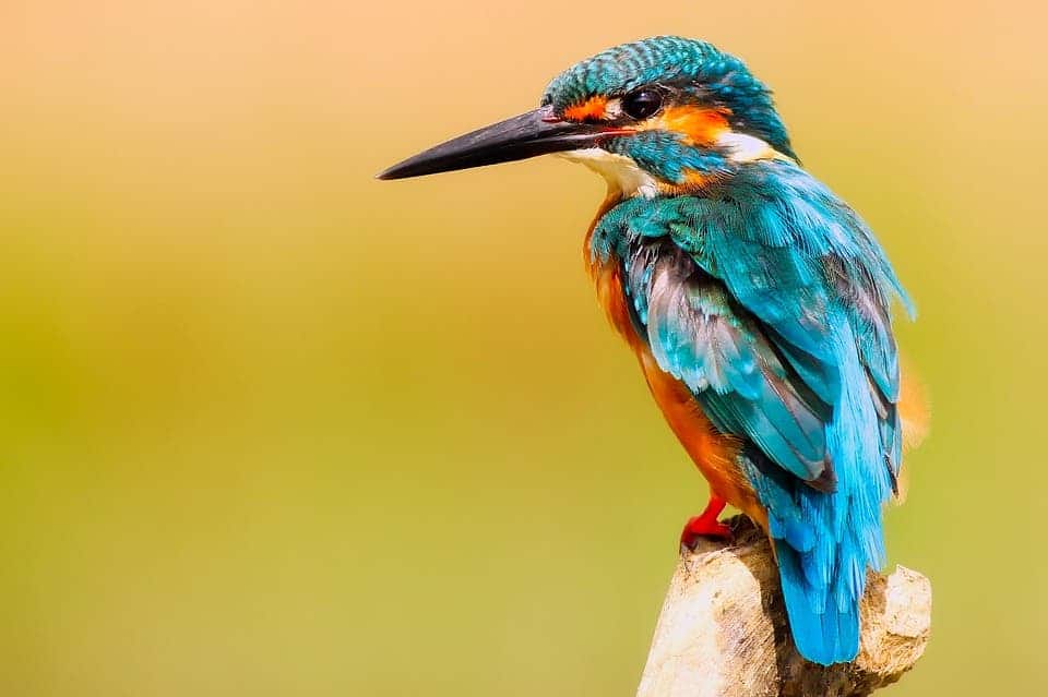 Birds such as this adorable Kingfisher likely wouldn't have survived the cataclysm.