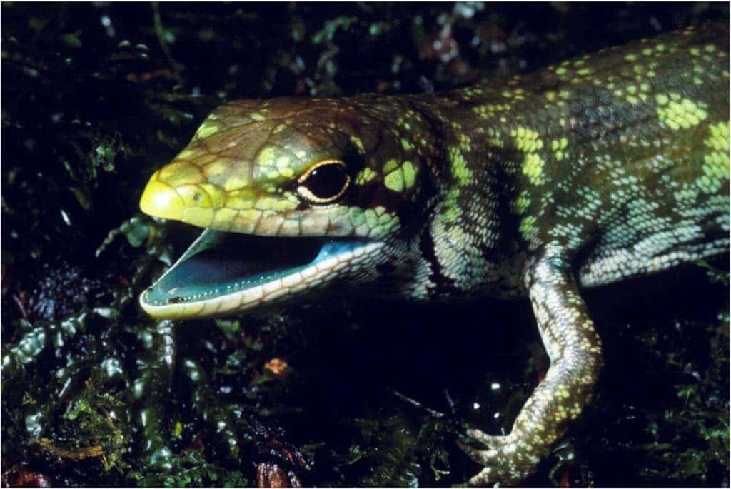 Prasinohaema prehensicauda is a green-blooded lizard with high concentrations of biliverdin, or a toxic green bile pigment, found in New Guinea. Credit: Chris Austin, LSU.. 