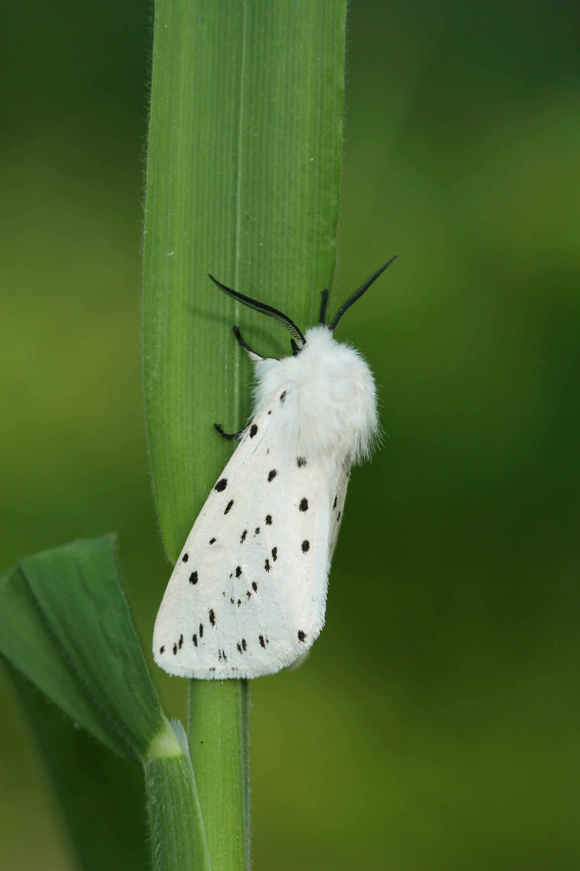 The White ermine Spilosoma lubricipeda; macro-moth communities consist on average of larger, more mobile species in urbanized settings. 
Image credits: Maarten Jacobs.