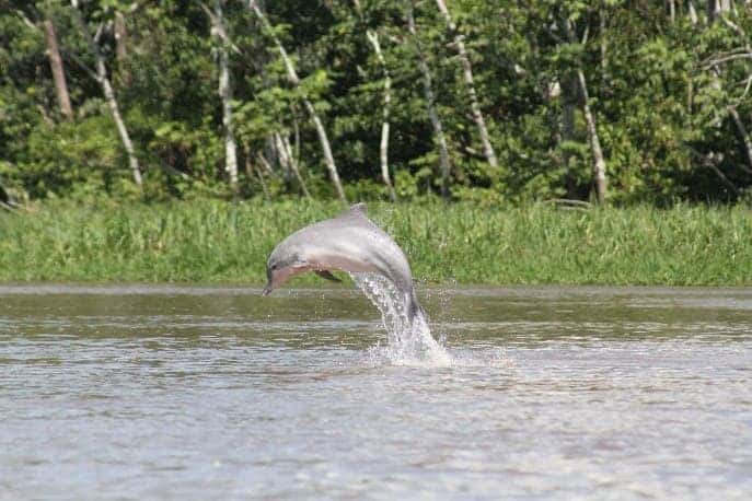 A majestic river dolphin leaping out of the water. Credit: F. da Silva VM.