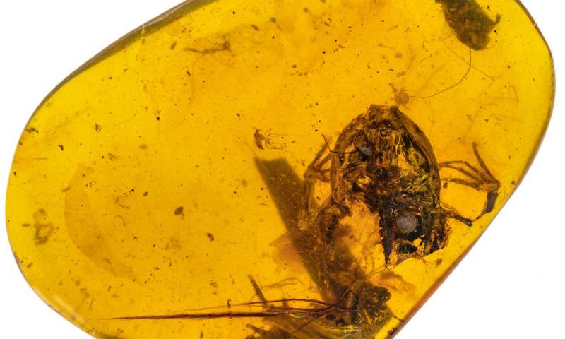 One of most well preserved amber fossils in the lot. It contains the skull, forelimbs, part of a backbone and a partial hind limb of an ancient juvenile frog. 