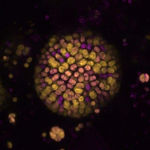 Colony of cyanobacteria where magenta represents chlorophyll-a driven photosynthesis and yellow represents chlorophyll-f driven photosynthesis. Credit: Dennis Nuernberg.