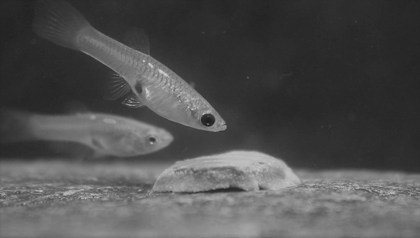 A guppy with silver (lower) and black (upper) irises. Image credits: Robert Heathcote, University of Exeter.