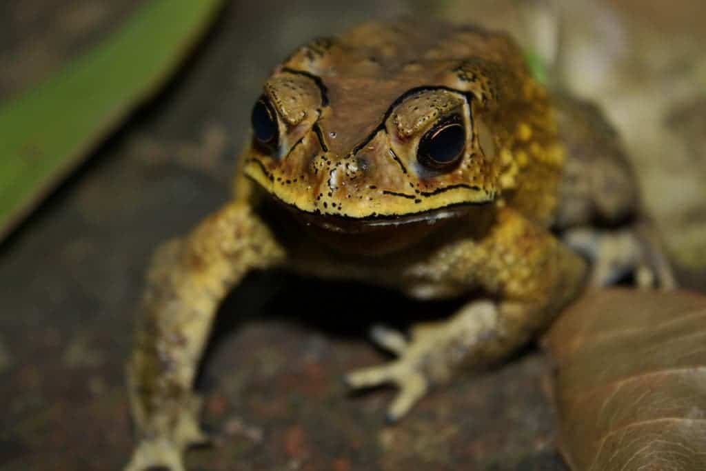 Asian Common Toad (Duttaphrynus melanostictus). Credit; Wikimedia Commons.