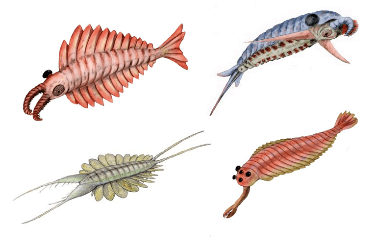 Estimates of how different Radiodonta species would have looked like. Image credits: Renato de Carvalho Ferreira.