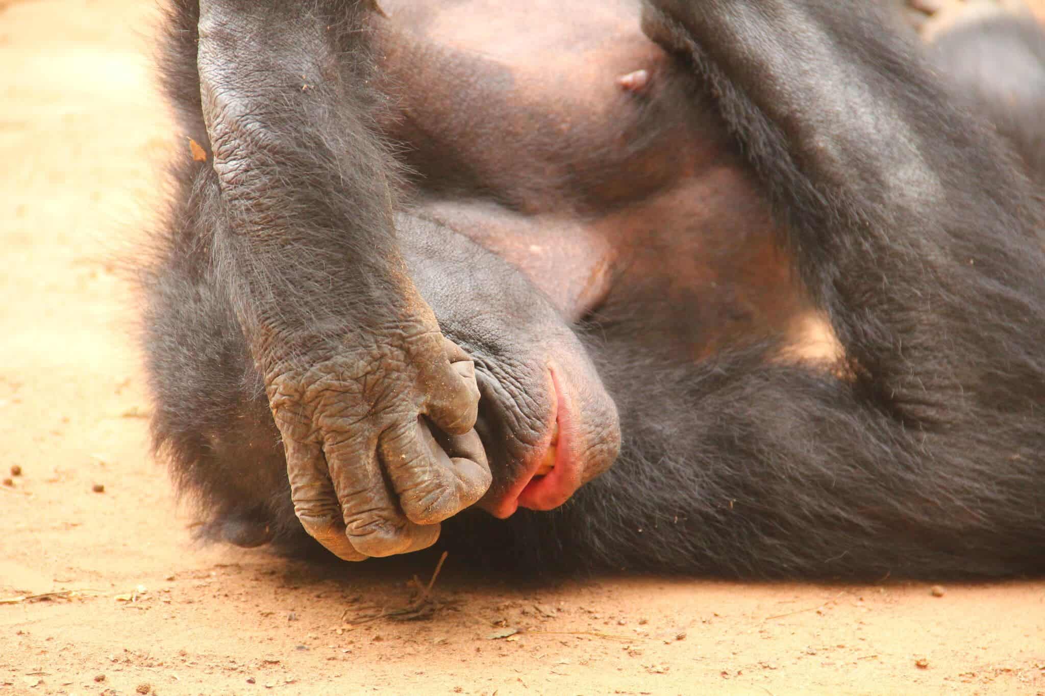 Bonobos, our closest relatives alongside chimps, seem have a similar disgust system to humans'. Credit: University of Kyoto.