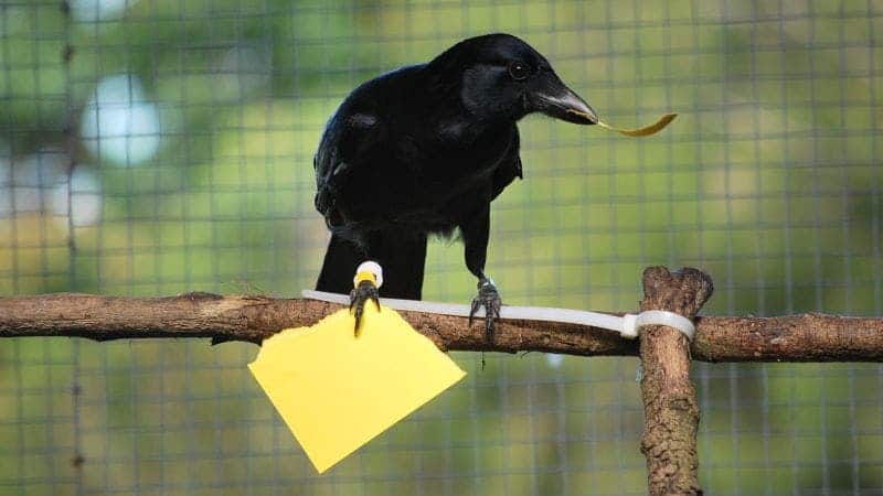 New Caledonian crow that made a paper card from scratch in order to receive a reward. Credit: Sarah Jelbert