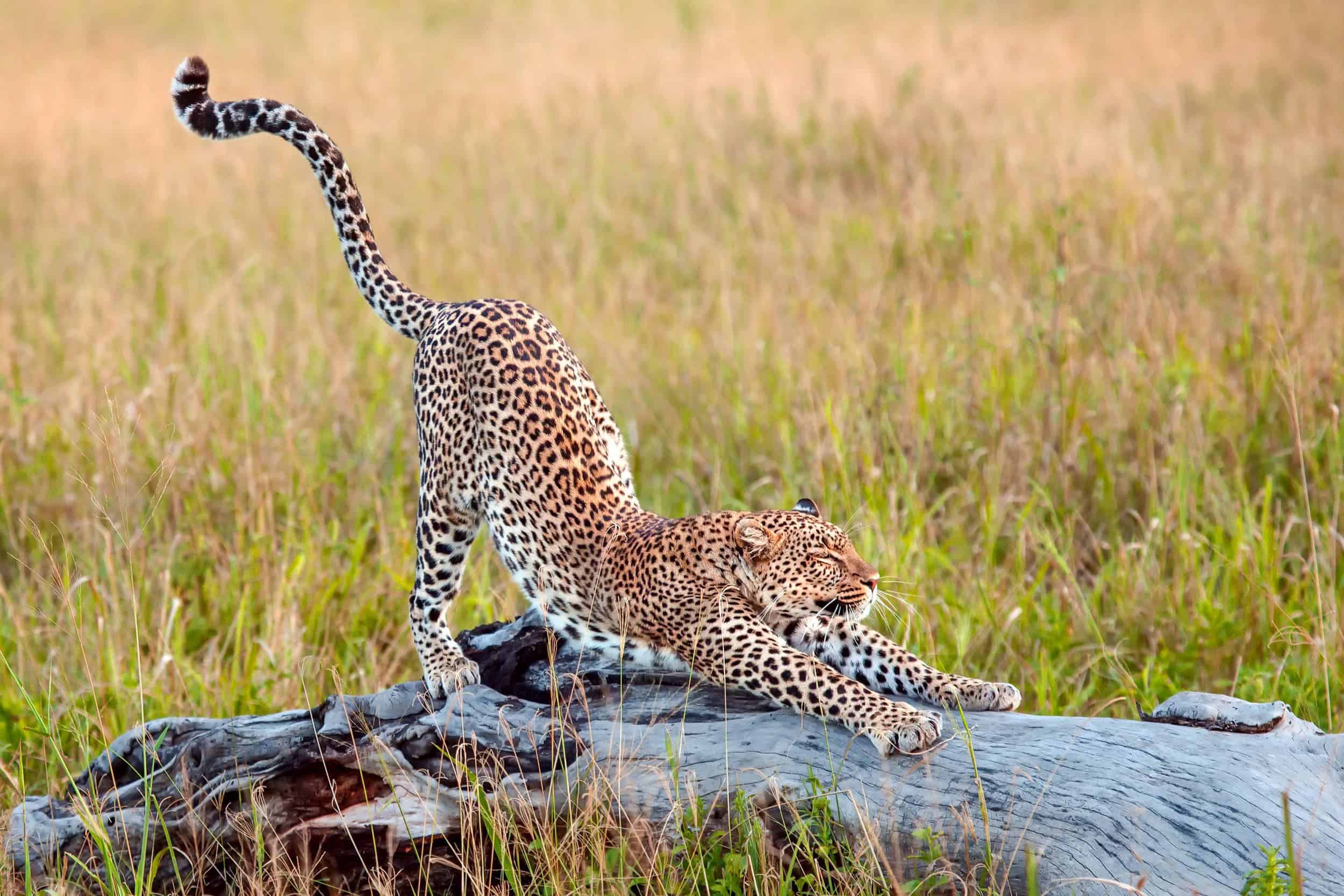 cheetah-stretching-on-a-piece-of-wood.
