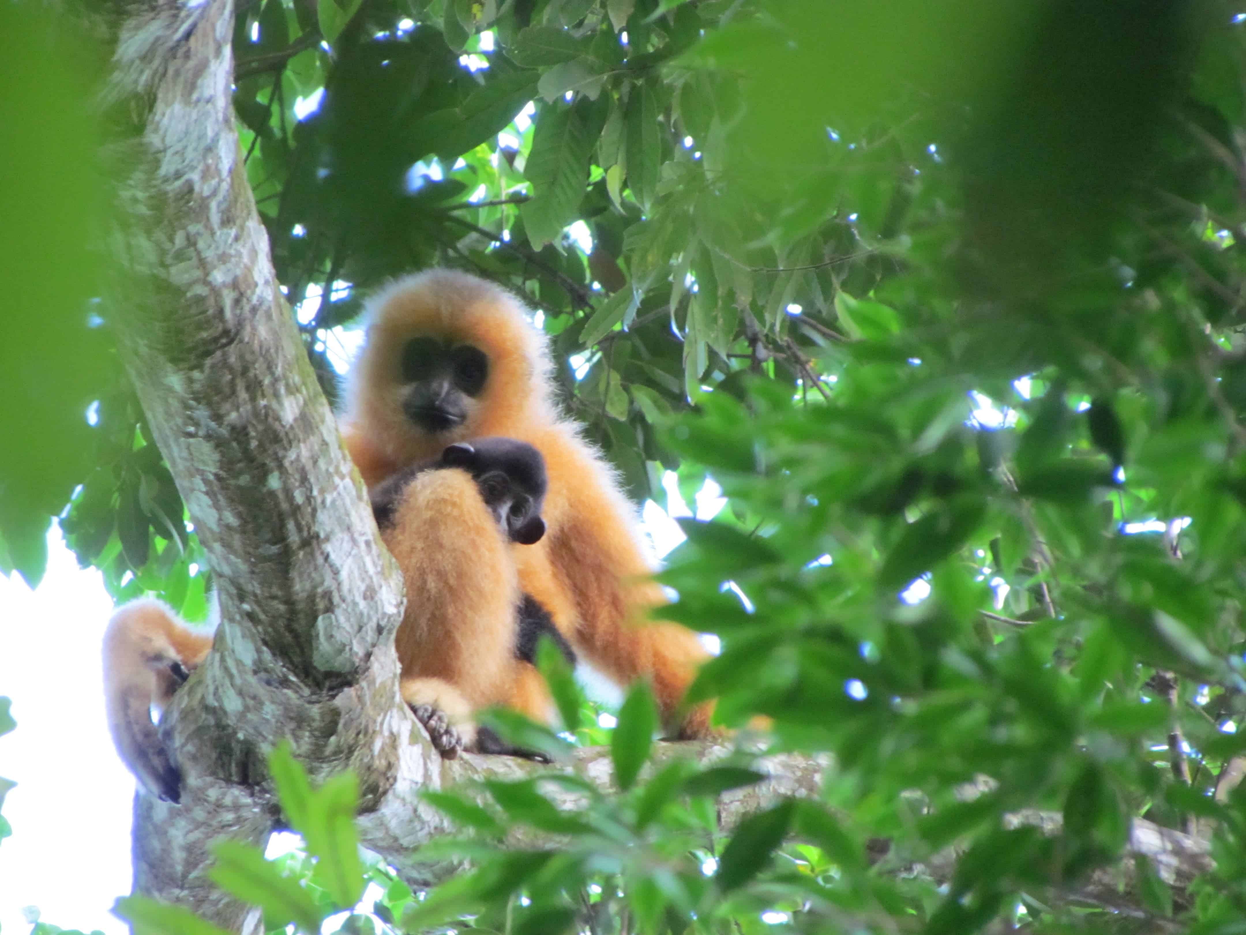 Hainan gibbon female with infant. Credit: Jessica Bryant ZSL.