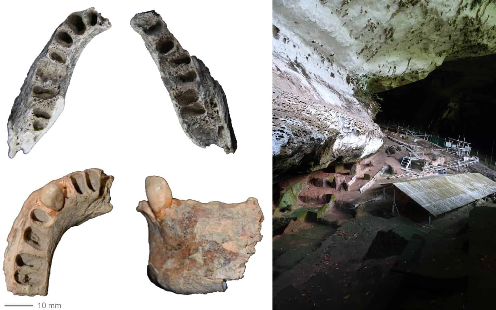 Two human jaws from Niah Caves in Borneo found in 1958 but only just revealed. Top jaw is 30,000 years old, bottom jaw 11,000 years old; left image is Niah Caves archaeological site where they were both found. Image credits: Darren Curnoe.