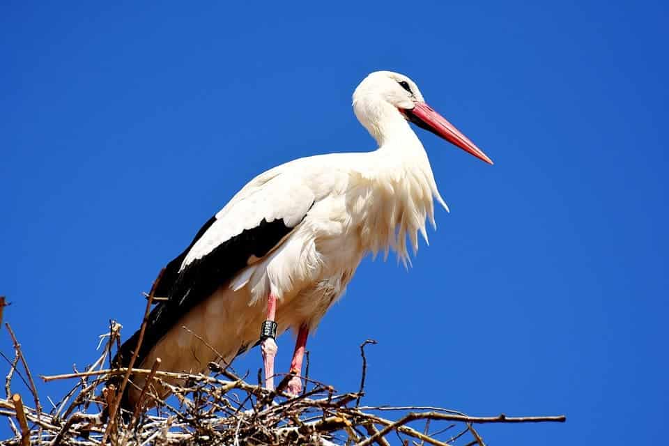 The stork (not pictured here) caused quite a bit of problems, after flying all the way to Sudan.