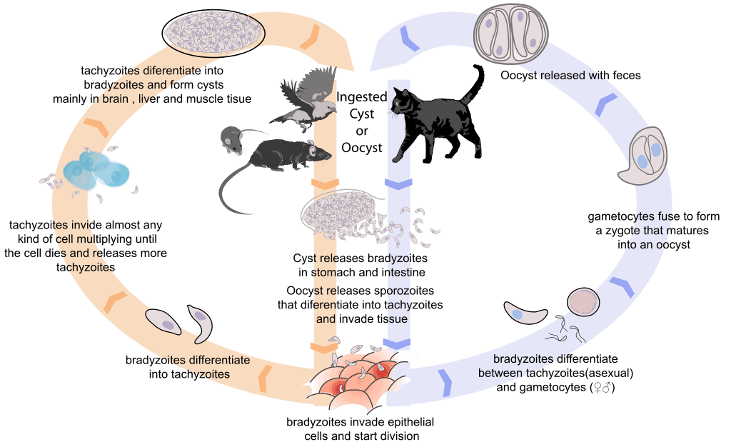 Lifecycle of T. gondii. Credit: Wikimedia Commons.